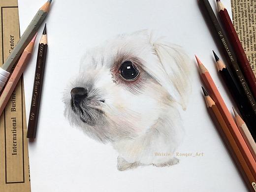 马尔济斯犬
