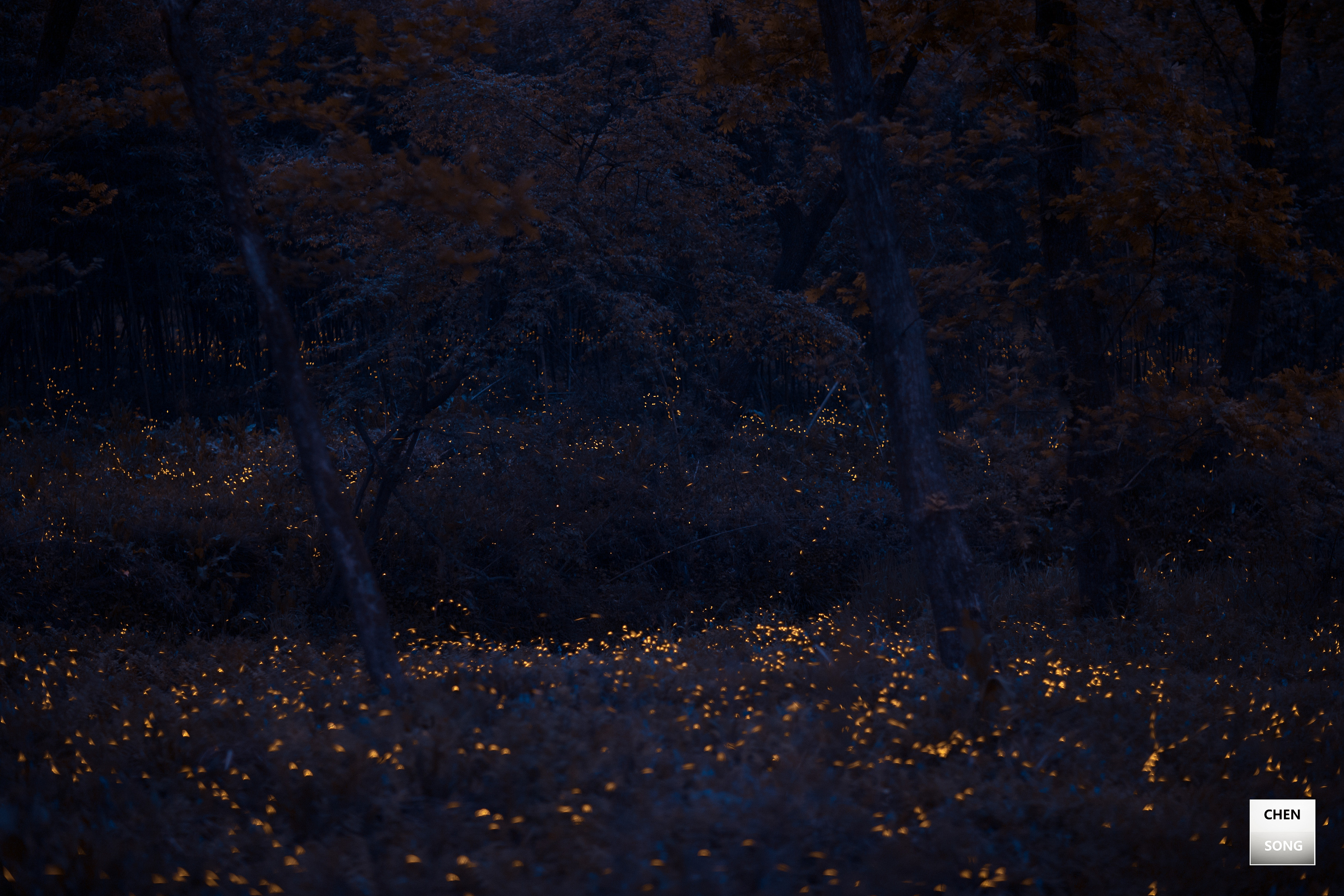 灵动的光,草丛漂浮.