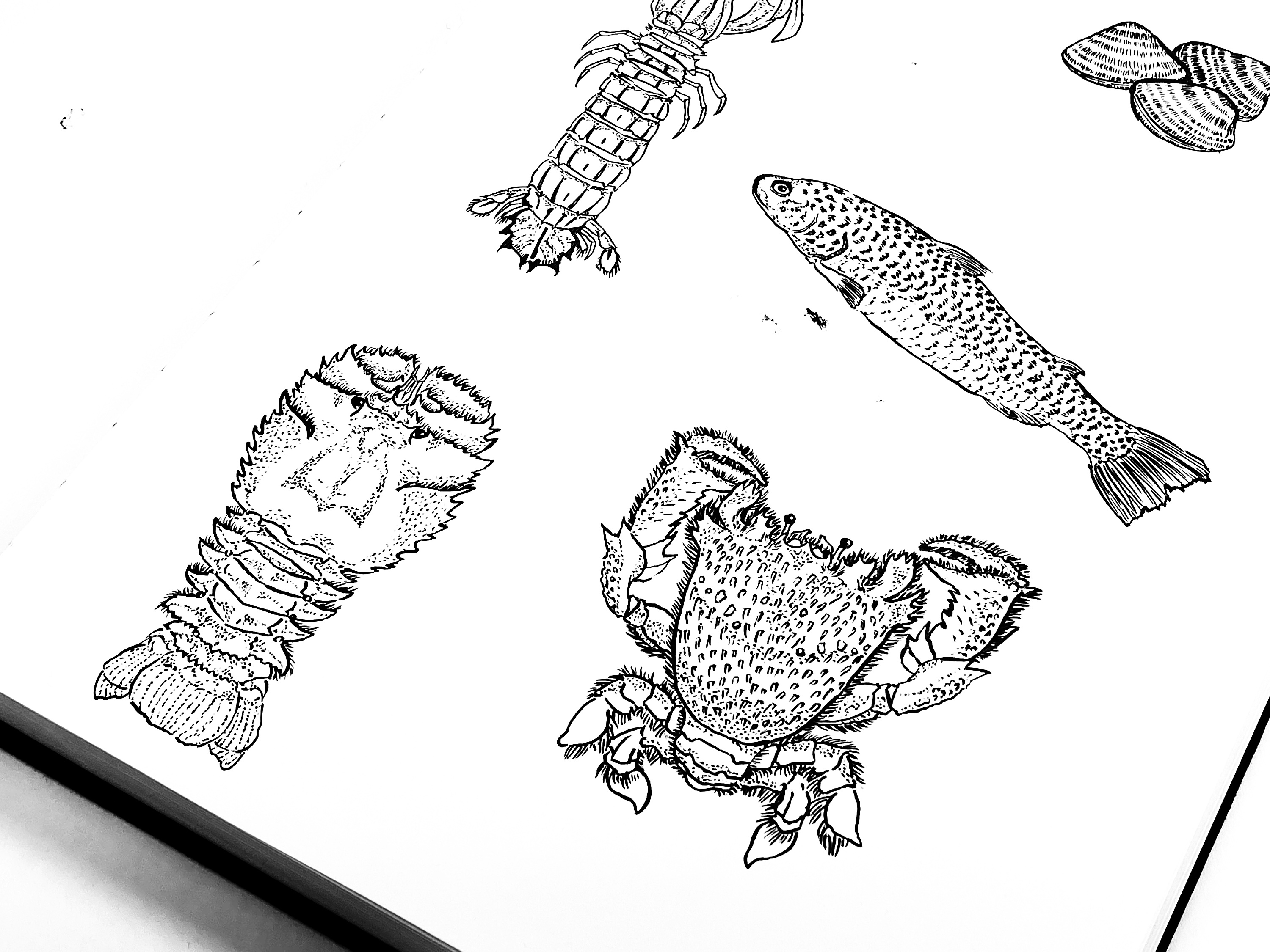 黑白毛笔画之海鲜篇