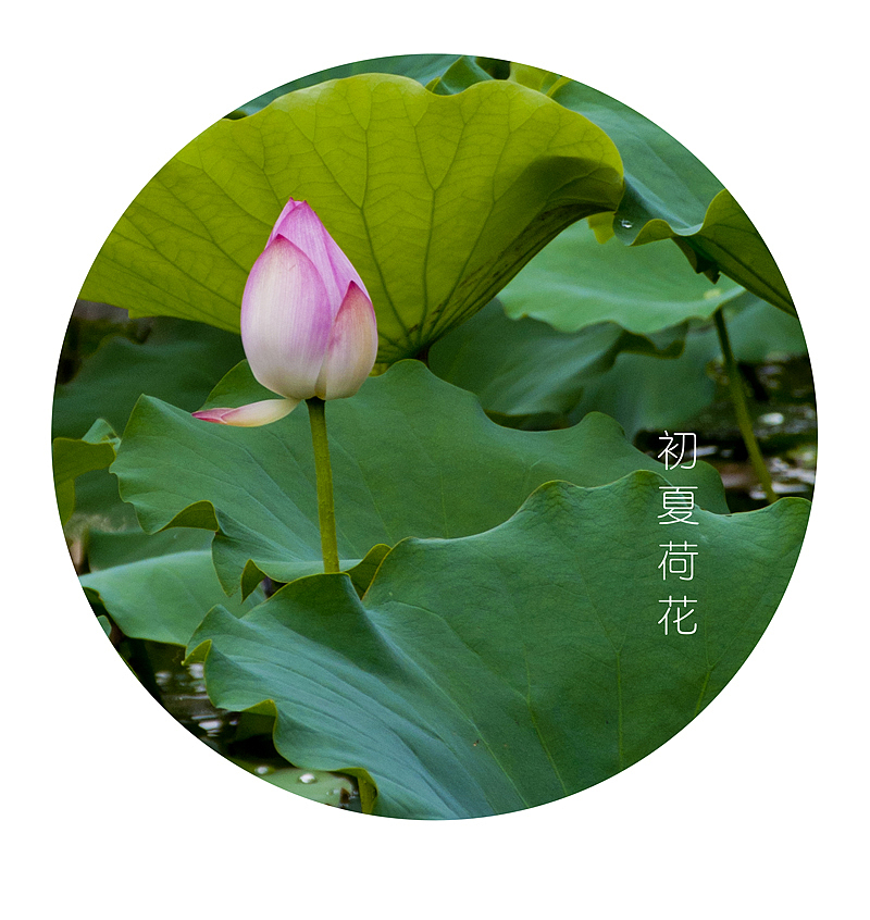 初夏荷花（图ZMTYyODYzMjA=） - 风光摄影 - 站酷设计师胡琦原创素材 - 站酷ZCOOL