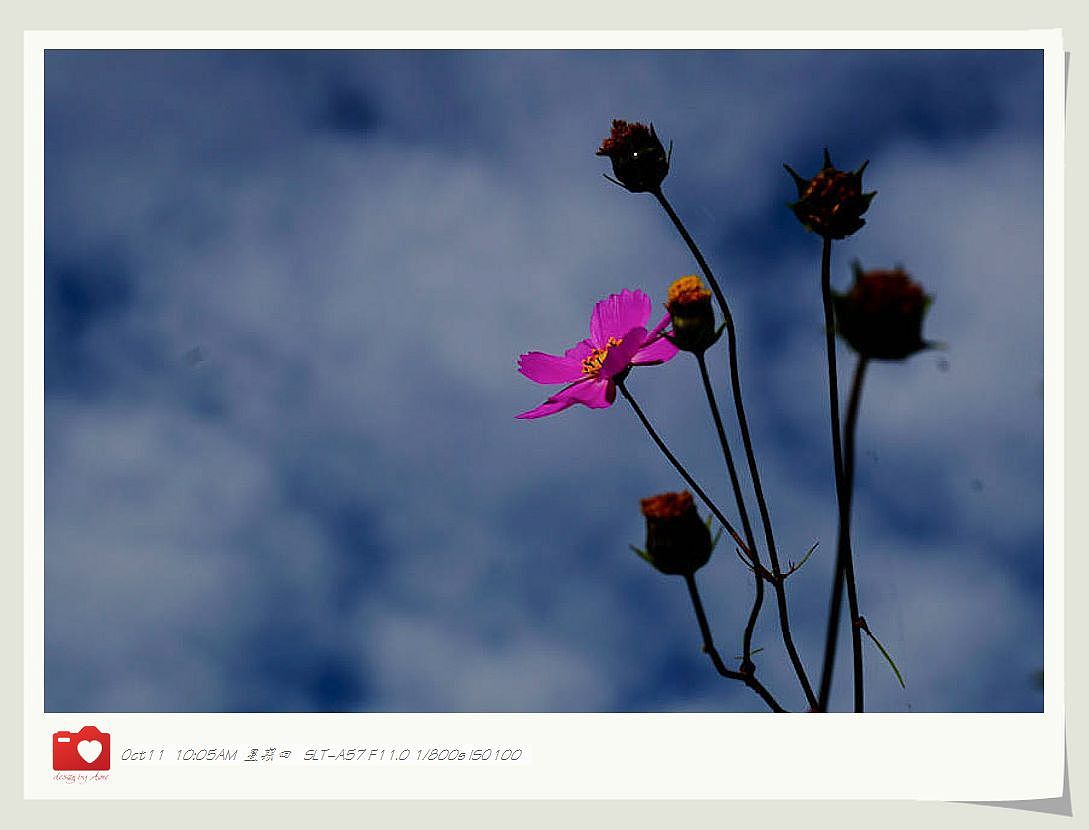 ◤岁月静好❤安然若素◢ 最接近天堂的地方，一轉身便是天涯（图ZNzE1MzAxNg==） - 风光摄影 - 站酷设计师咪噜咪噜原创素材 - 站酷ZCOOL