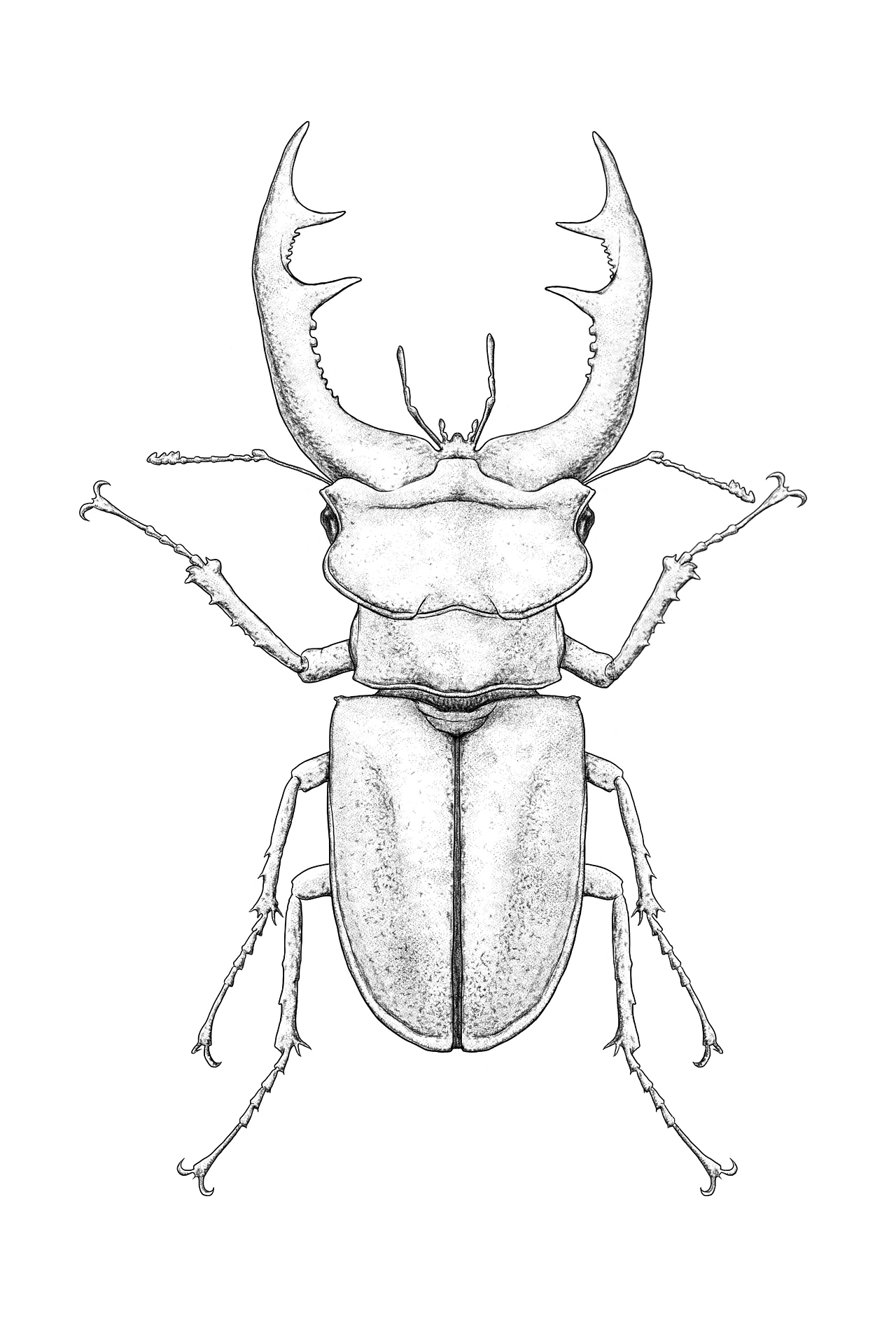 封面上的那只虫子 欧洲深山锹甲