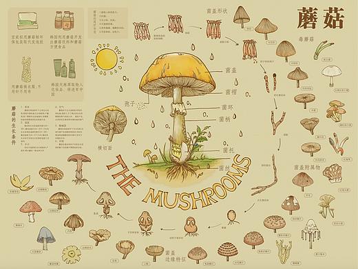 关于蘑菇
