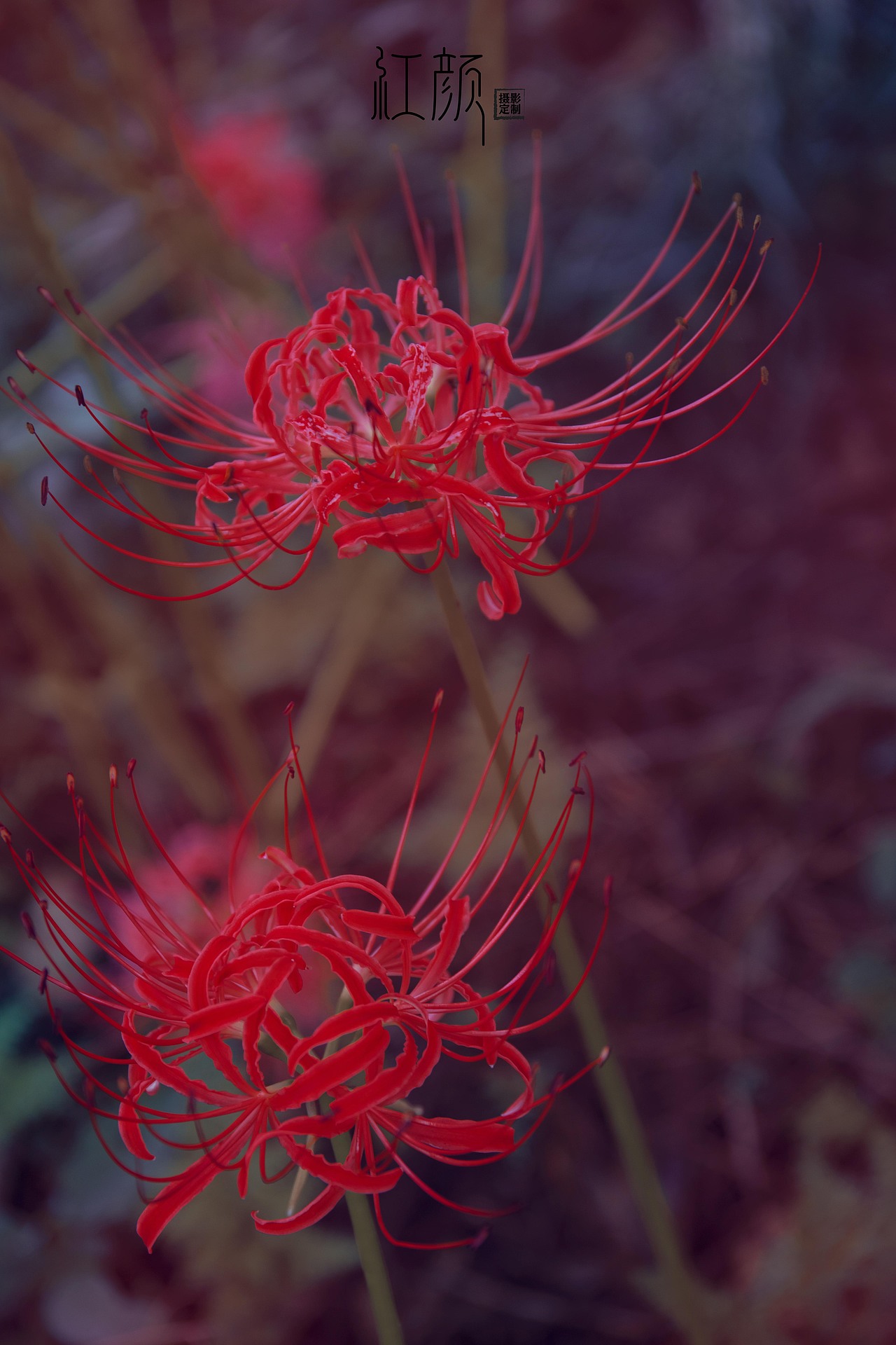 曼珠沙华-彼岸等你（图ZMTc1NTYyMDgw） - 人像摄影 - 站酷设计师初酒酿橙子原创素材 - 站酷ZCOOL