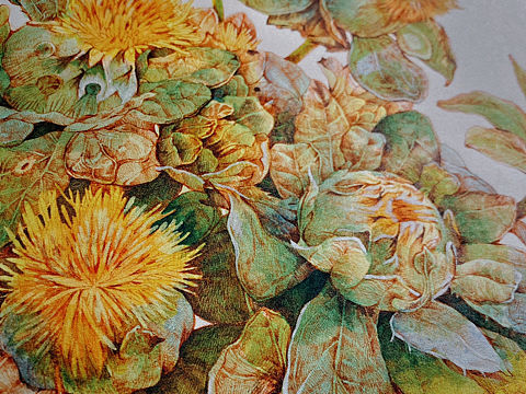 蘸水笔针管笔｜红花（橙菠萝）