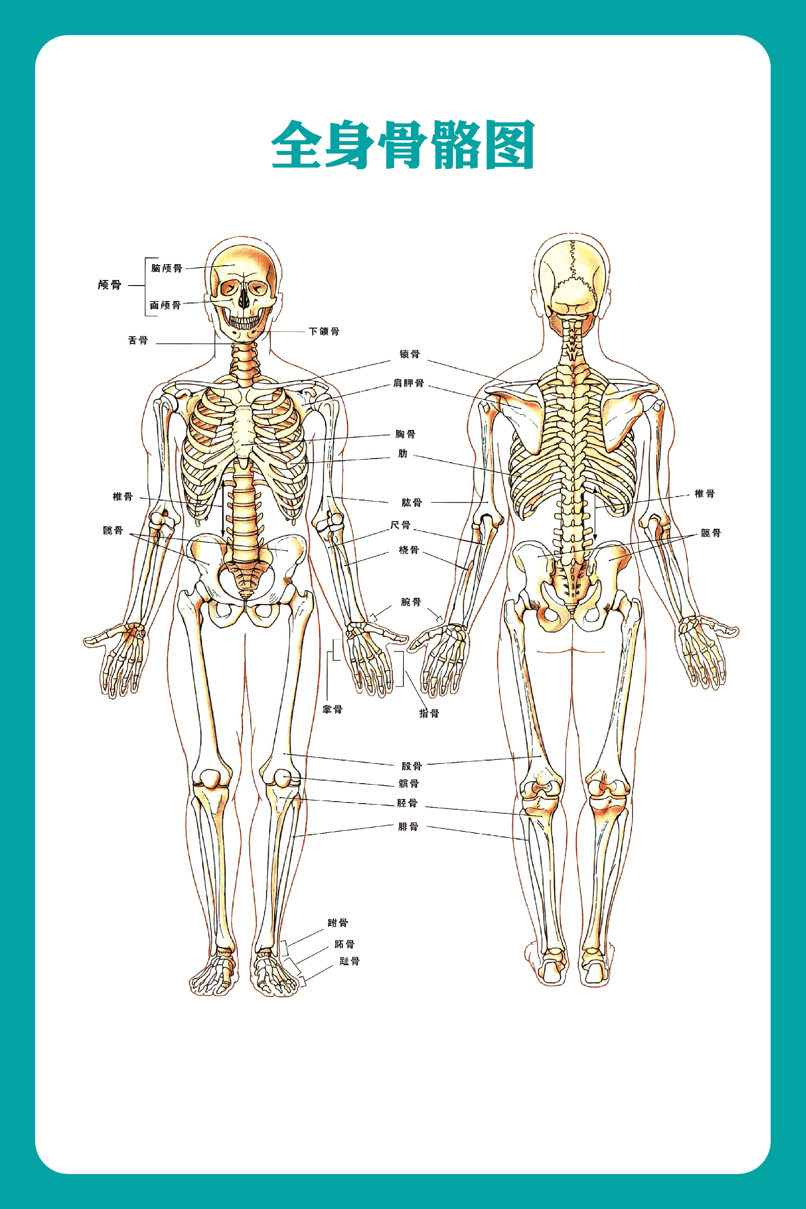 哪里有高清的人体解剖学图片? - 知乎