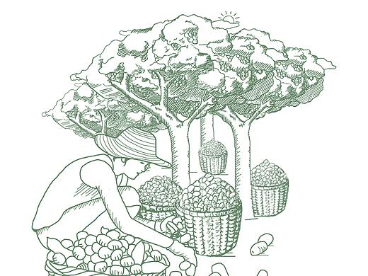 枣包装素描插画