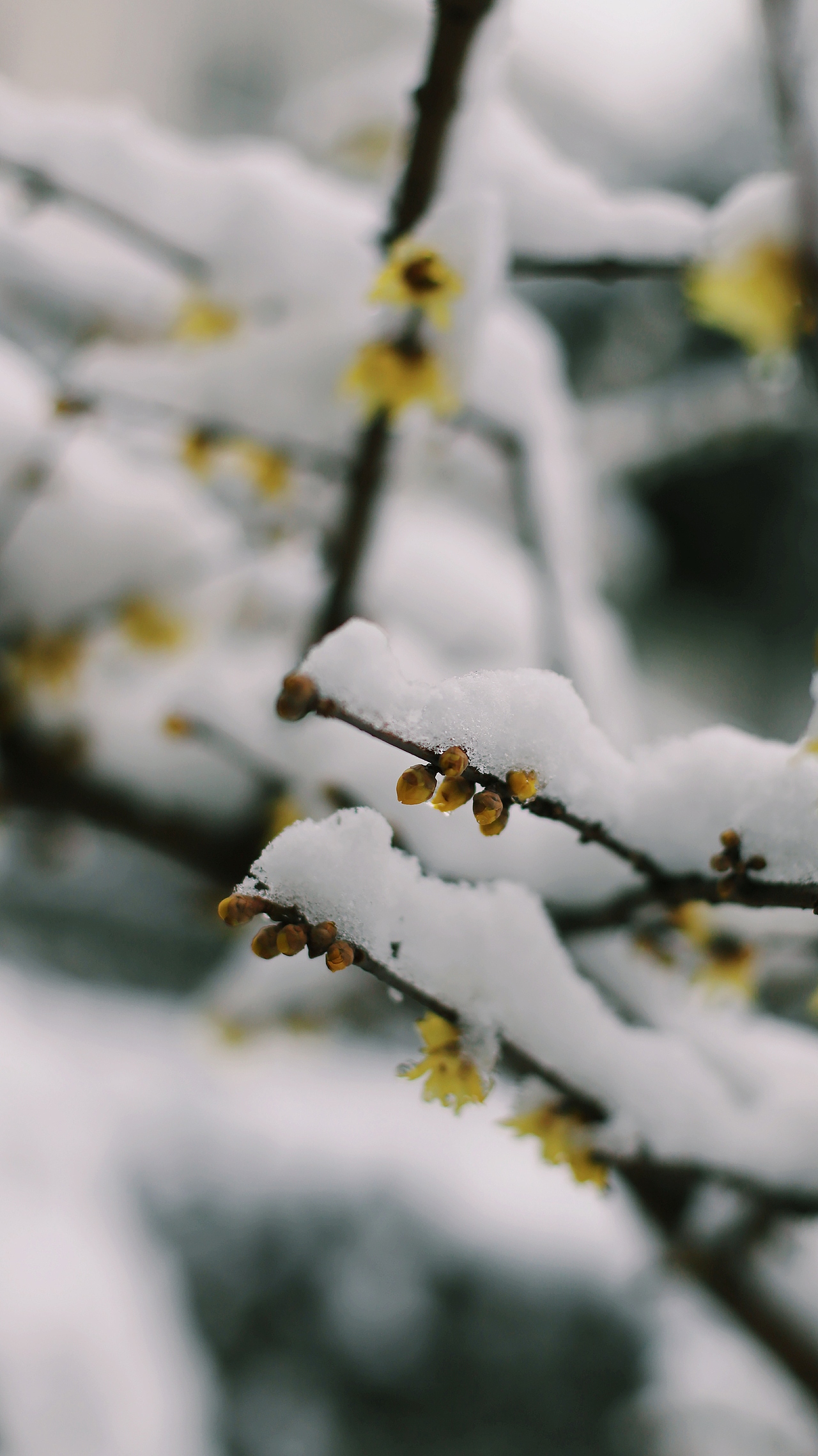 2018上海的第一场雪