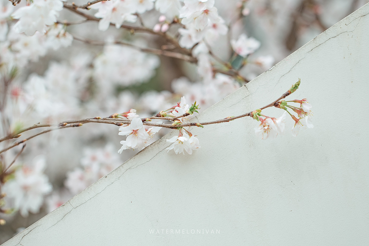 珞山樱（图ZMTA5NzUwMjM2） - 风光摄影 - 站酷设计师西瓜不要太郎原创素材 - 站酷ZCOOL