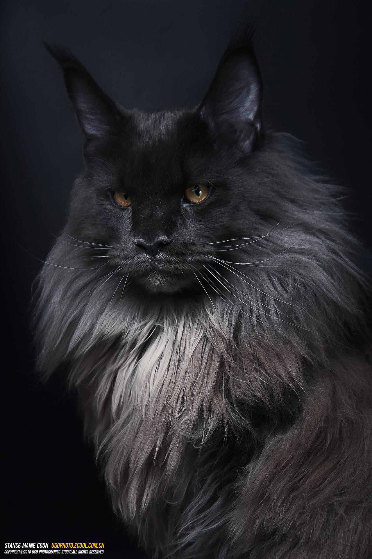 mystery谜【动物摄影师何某某个人作品20】