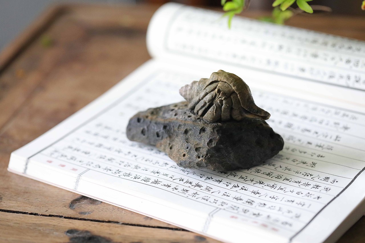 秋坞居出品贝壳类藏品寿山石雕