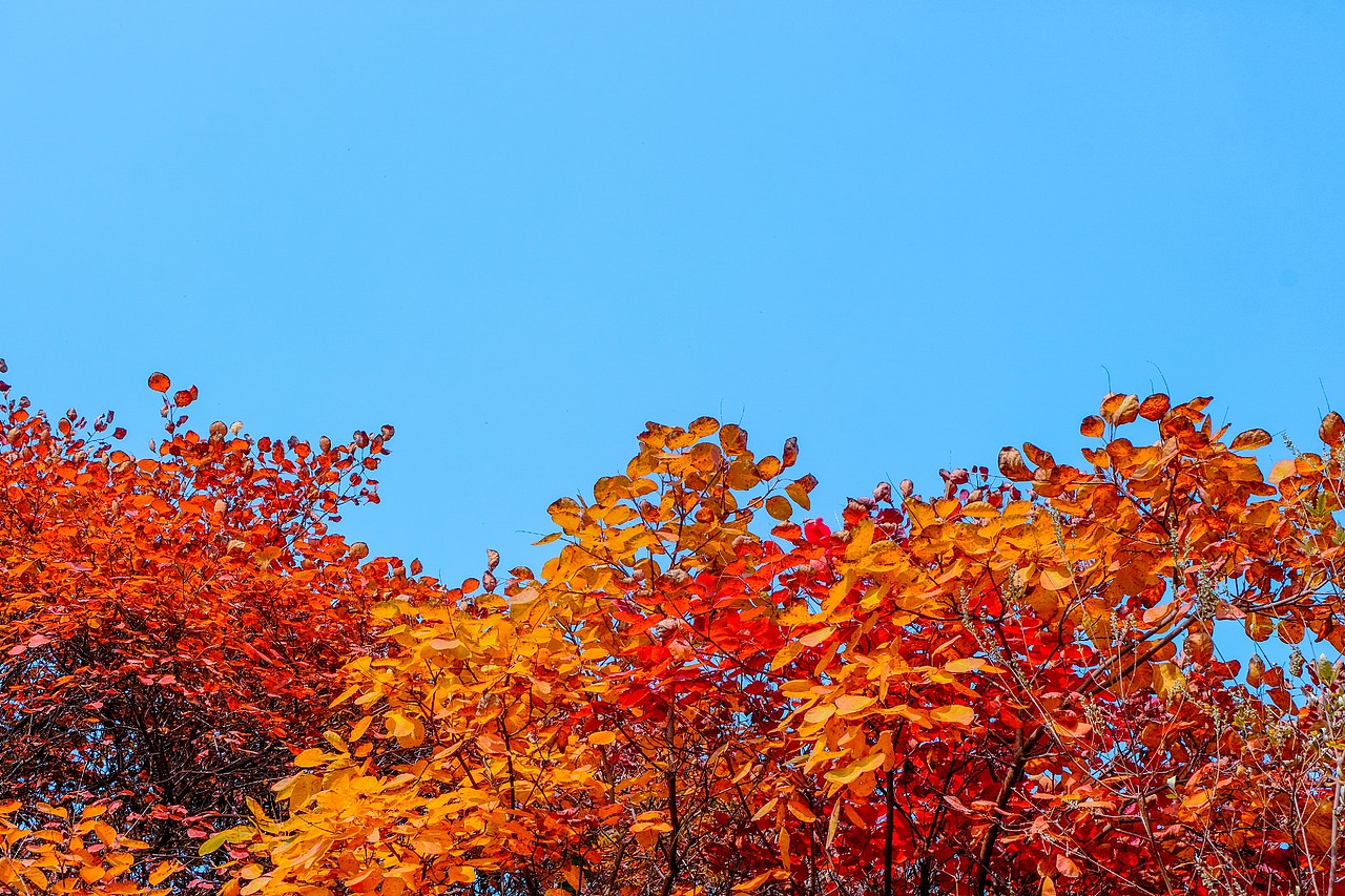 霜叶红于二月花