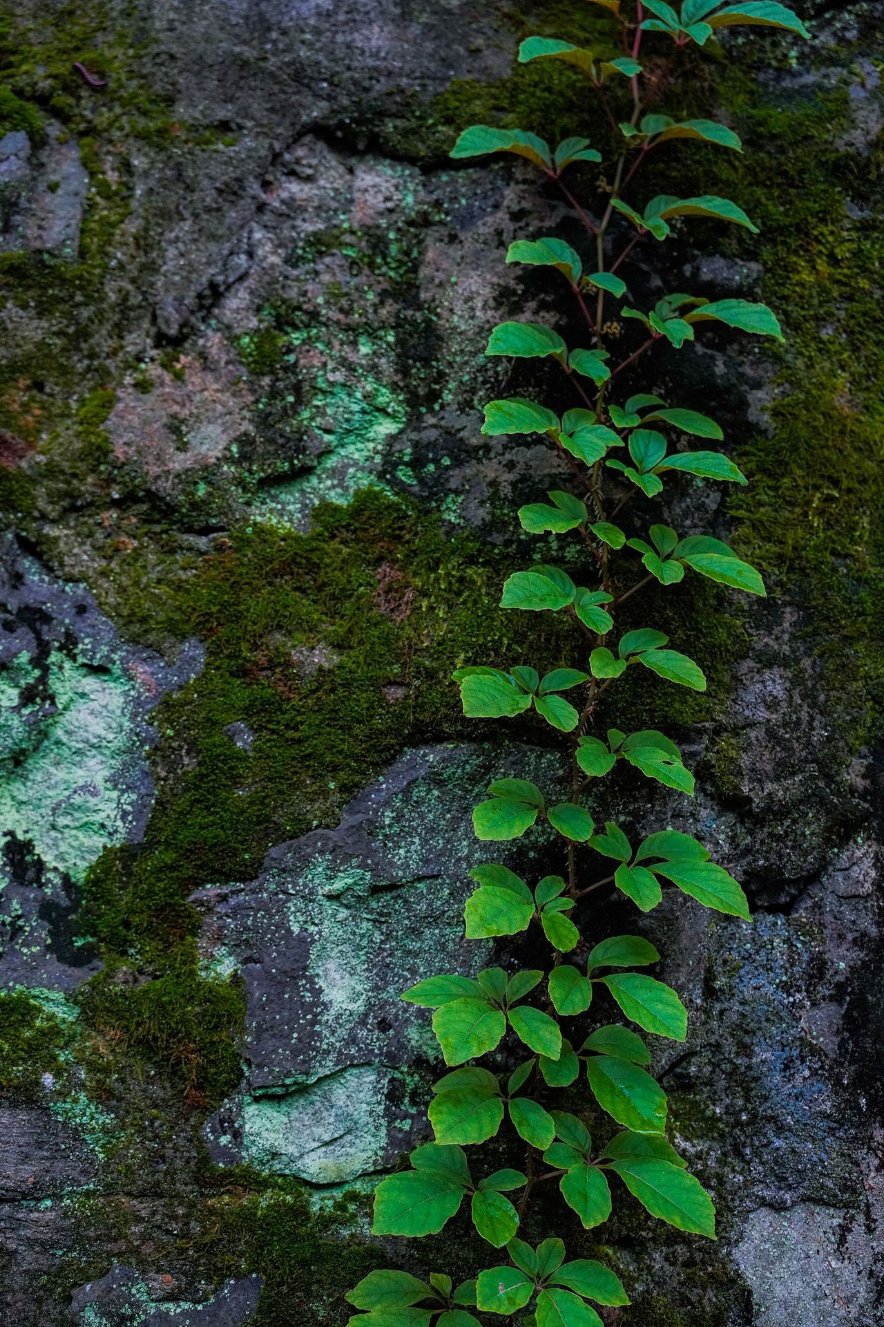 一些绿色🌳（图ZMzUxNzE1NDIw） - 风光摄影 - 站酷设计师寒塘Y原创素材 - 站酷ZCOOL