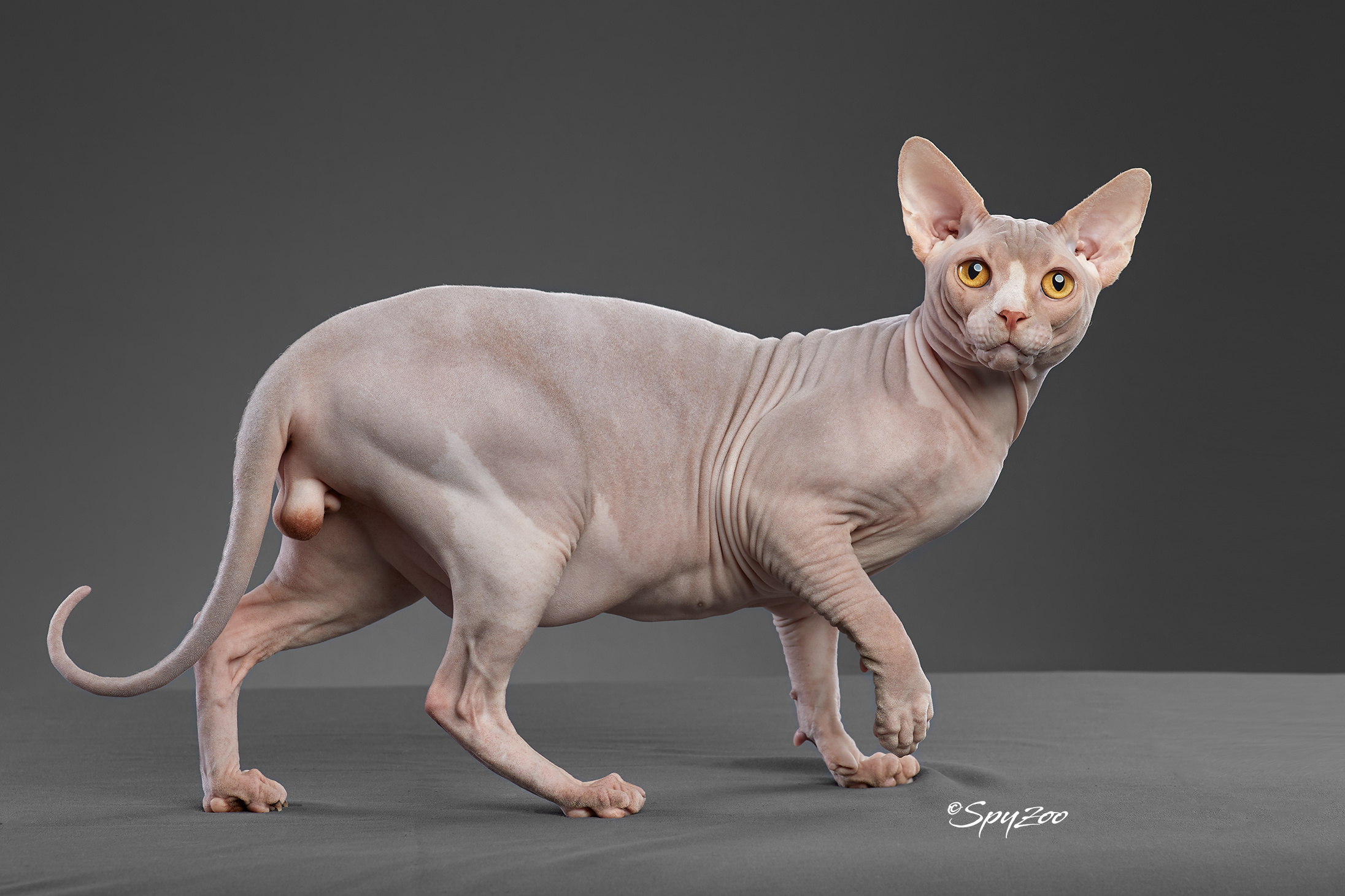 spyzoo猫赛猫照片之「斯芬克斯无毛猫」