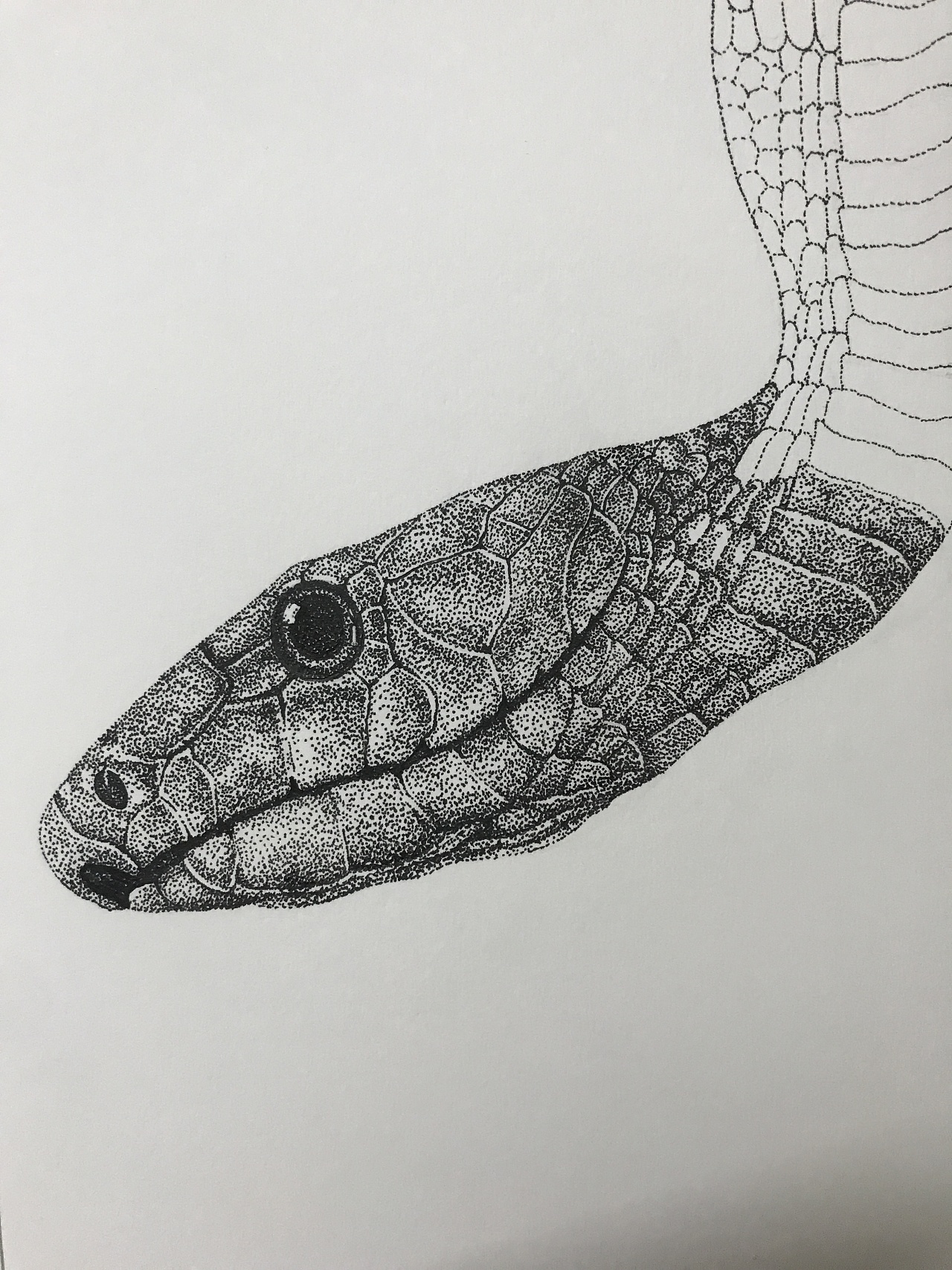 点绘(蛇)|纯艺术|绘画|画说 - 原创作品 - 站酷 (zcool)