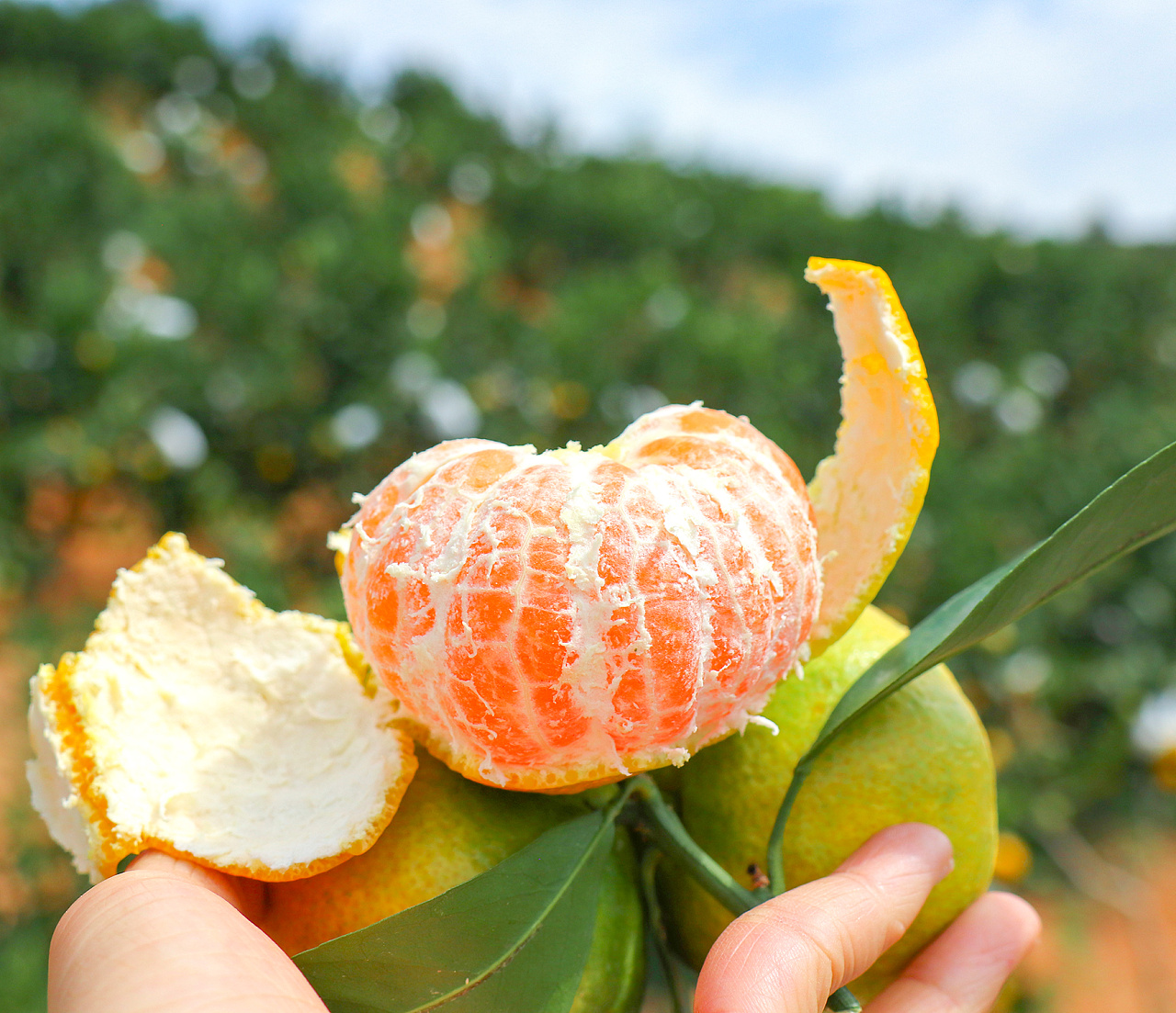 水果拍摄云南华宁无籽蜜桔