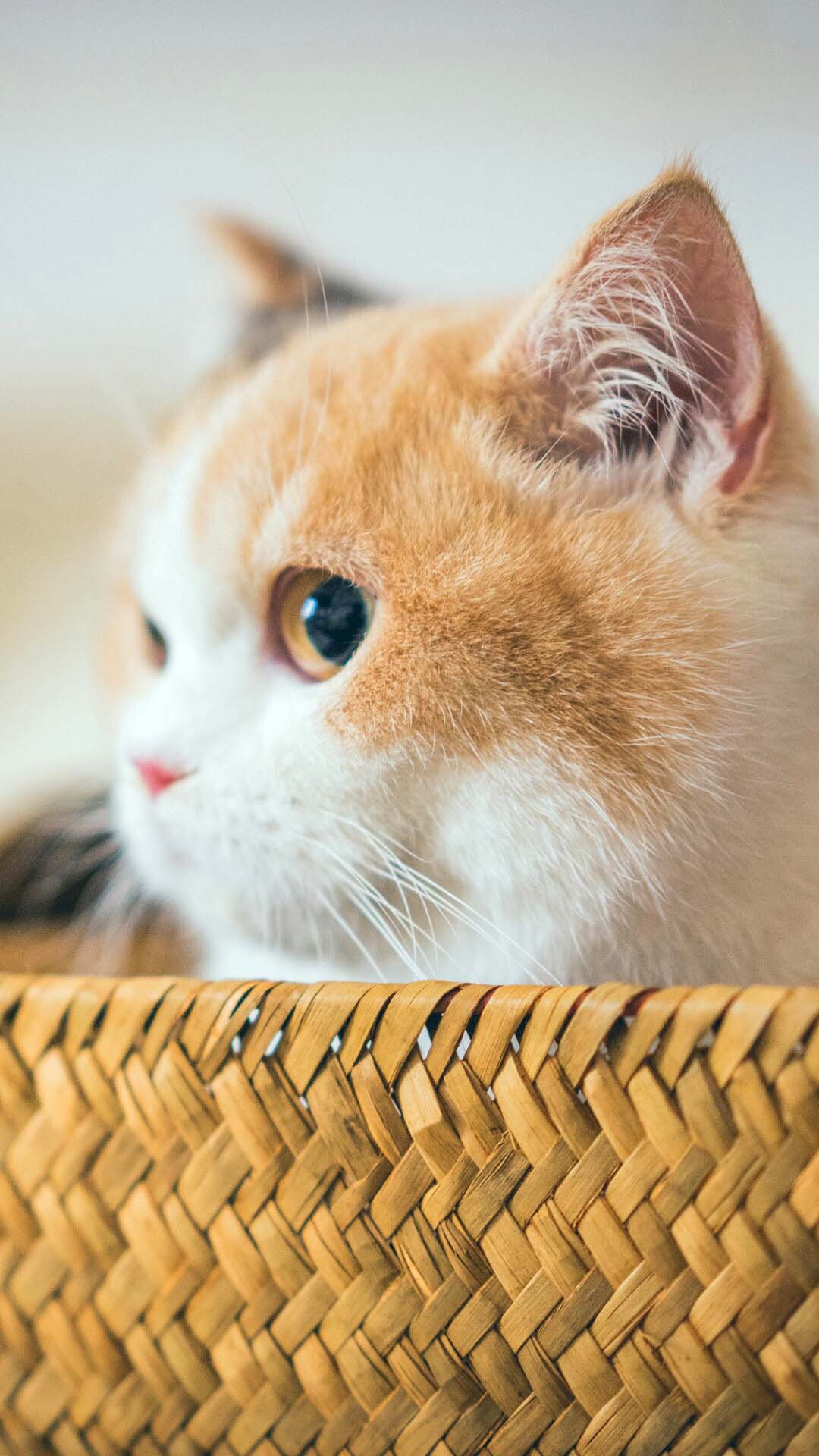 尝鹅奔粤的个人主页（背景预览） - 主页背景设置 - 站酷设计师尝鹅奔粤原创素材 - 站酷ZCOOL