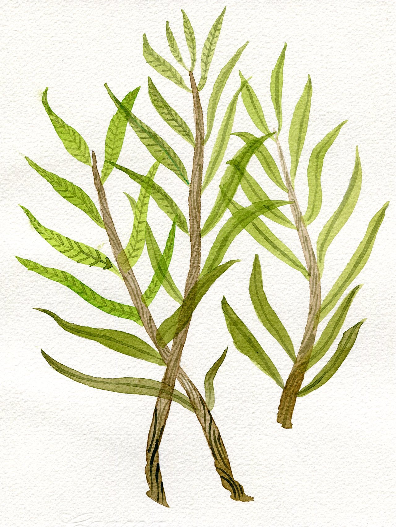 植物图鉴（图ZMTkzMzY4NTMy） - 创作习作 - 站酷设计师杨梨儿原创素材 - 站酷ZCOOL