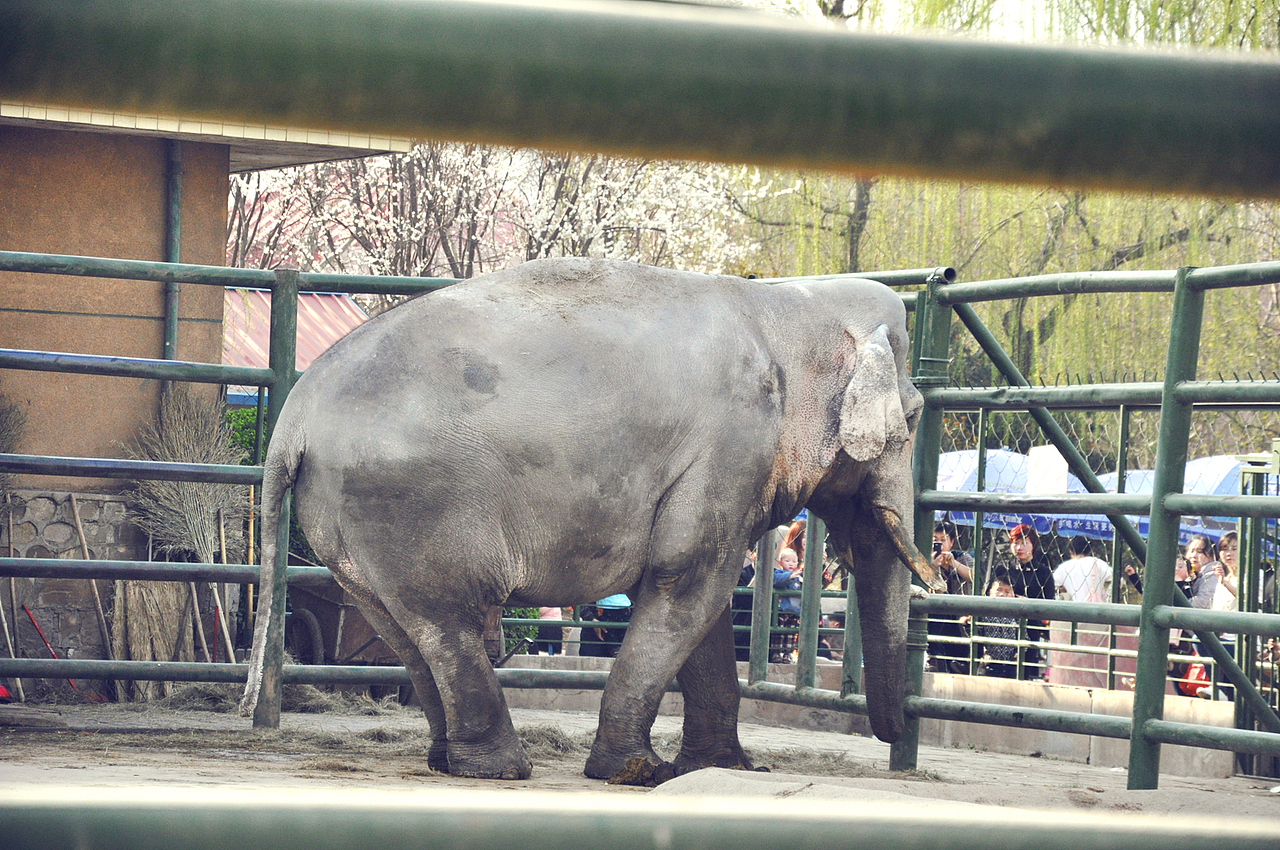 第七站,大象园 给我个脸!