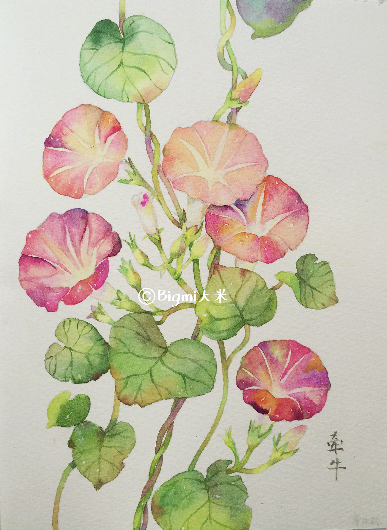 那些花儿-原创手绘水彩插画(图ZMTE5ODc1OTg0) - 艺术插画 - 站酷设计师Bigmi大米原创素材 - 站酷ZCOOL