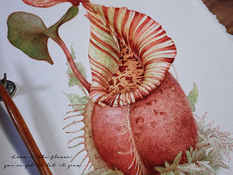 蘸水笔针管笔｜维奇猪笼草