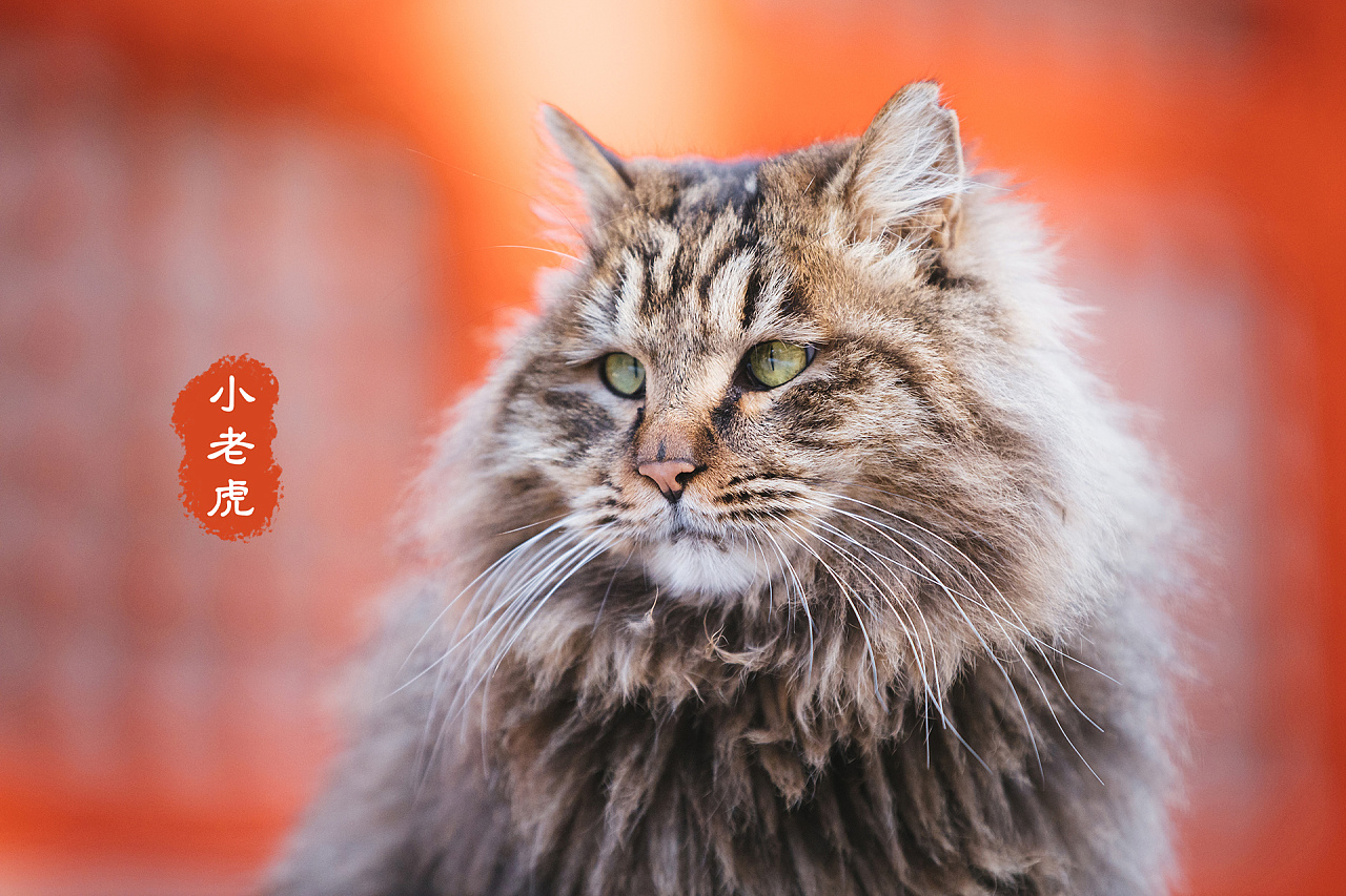 深耕三年故宫猫拍摄,盘点一下我拍过的四十七只御猫.