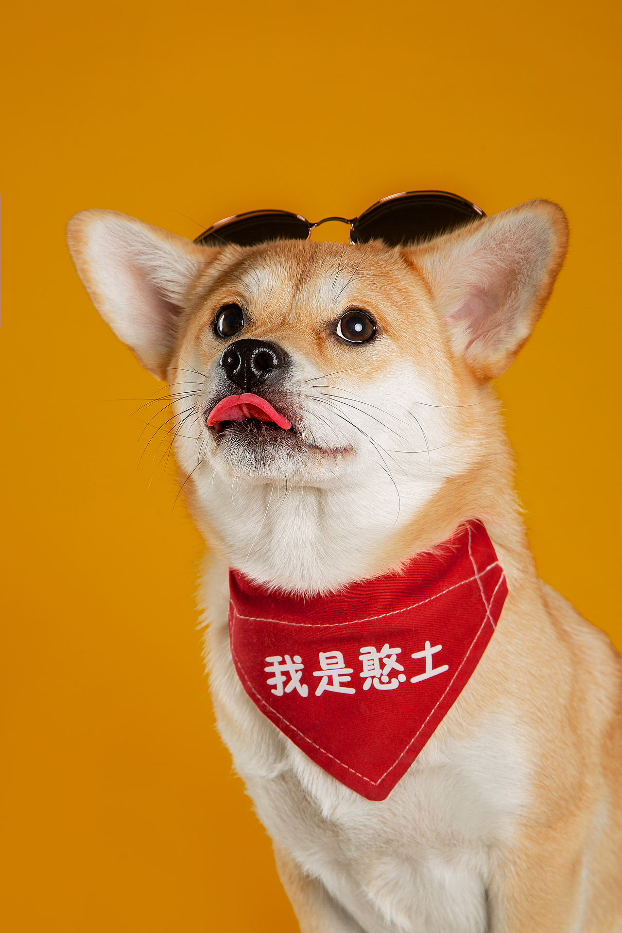 【動物照相館】柴柴（图ZMjMzNDAyNDQ0） - 宠物摄影 - 站酷设计师温文尔雅GJ原创素材 - 站酷ZCOOL