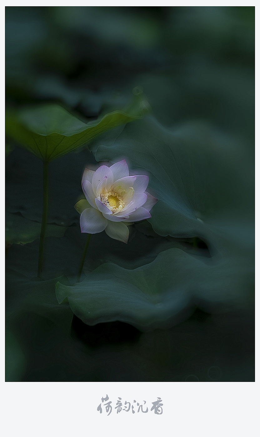 【荷韵沉香】（图ZMjEzNDE1NzMy） - 风光摄影 - 站酷设计师老陆逍遥原创素材 - 站酷ZCOOL