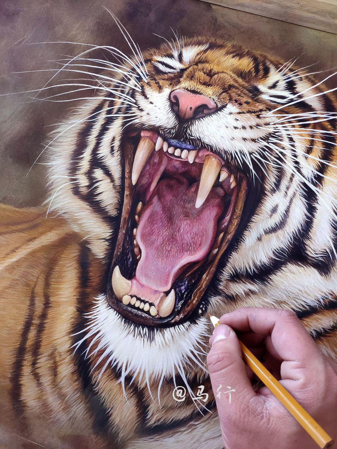 彩铅老虎（图ZMjczNzIwNjky） - 绘画 - 站酷设计师马行画彩铅原创素材 - 站酷ZCOOL