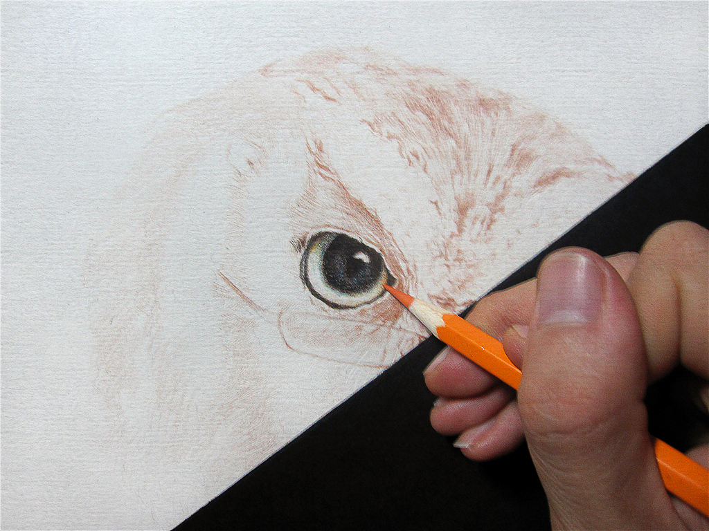 纸上彩铅-《福鸟花鸮》绘制过程（图ZMjcxNzI4OTI=） - 绘画 - 站酷设计师超超的青葱原创素材 - 站酷ZCOOL