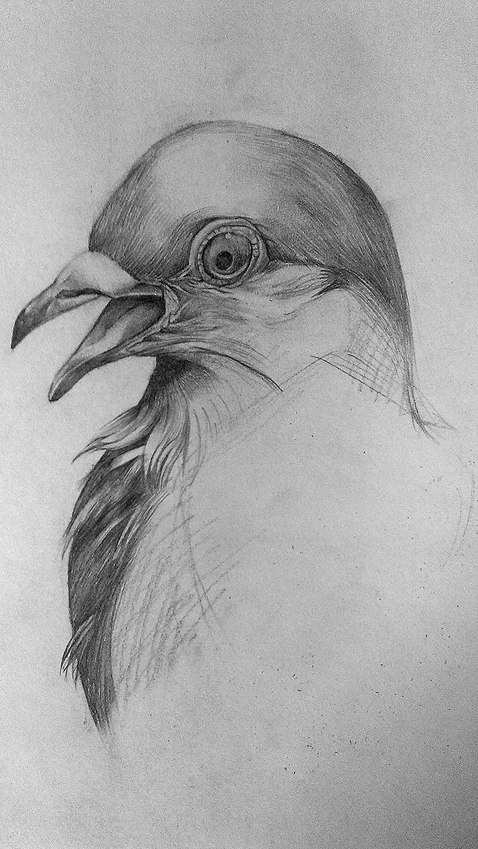 鸽子素描