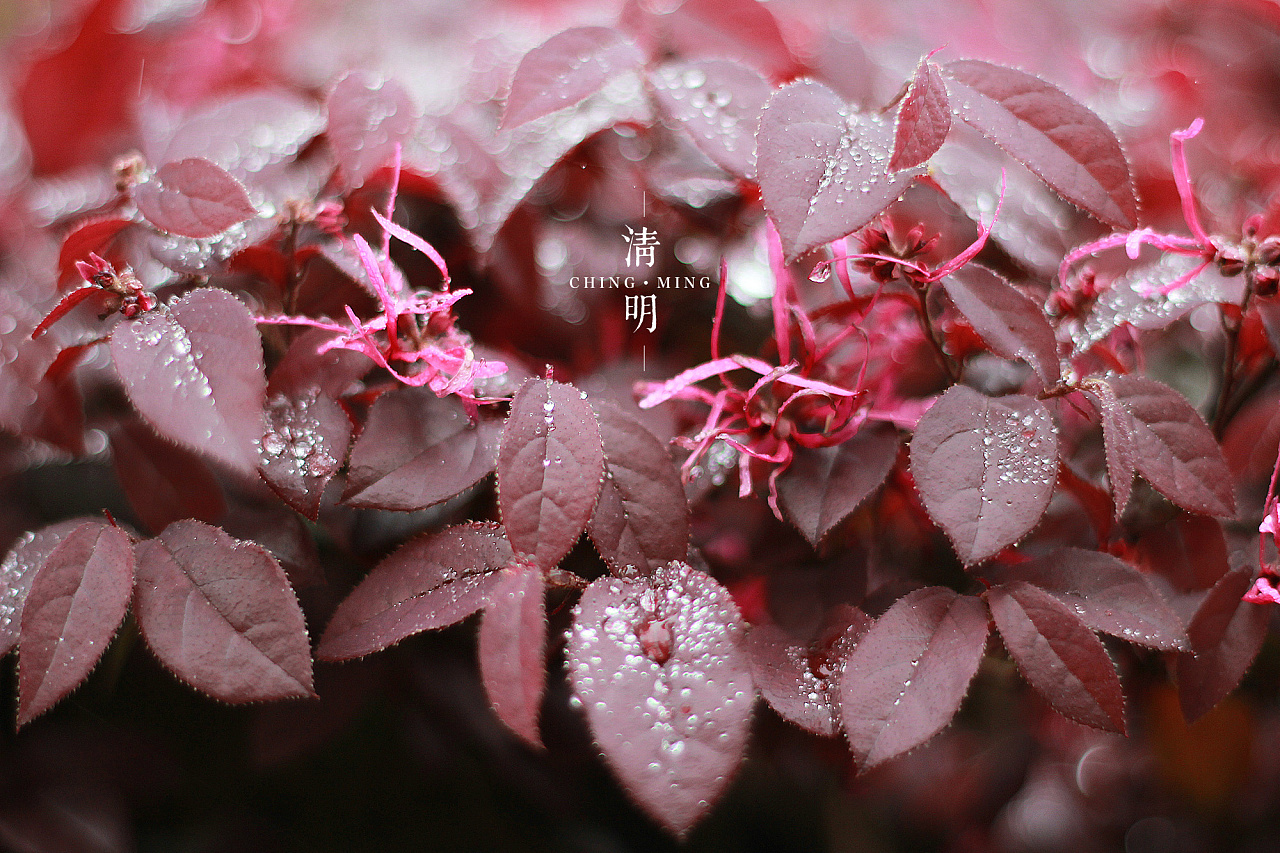 2015 - 清明