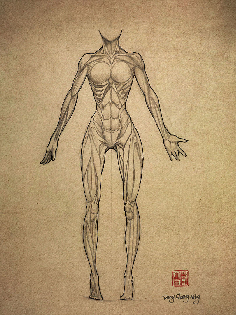 进击的人体结构练习