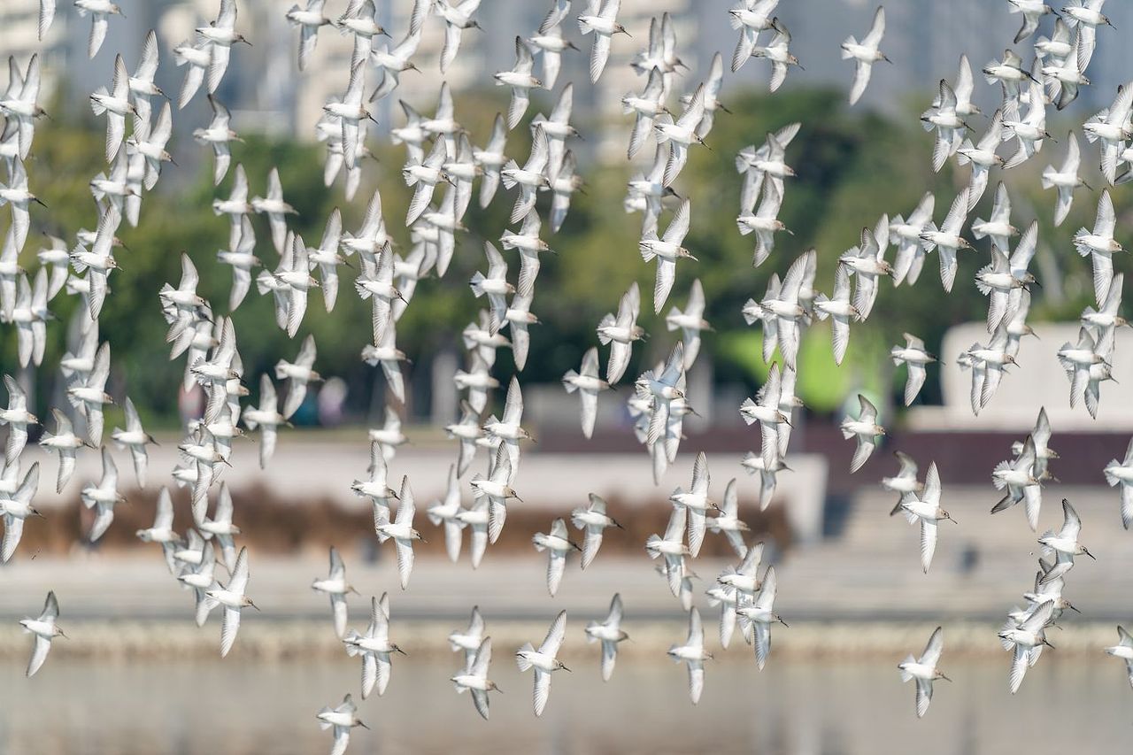 感悟自然·年度观鸟精华