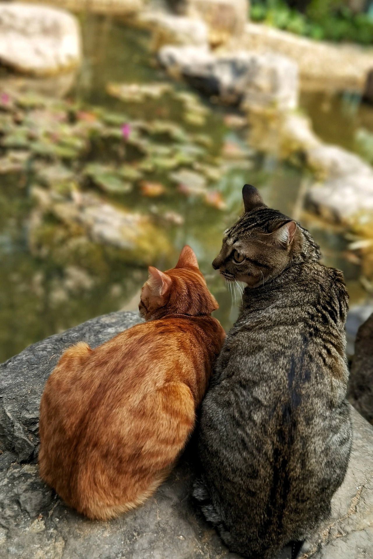 遛两只喵子（图ZMjQwOTQ1OTM2） - 宠物摄影 - 站酷设计师斑点老马原创素材 - 站酷ZCOOL