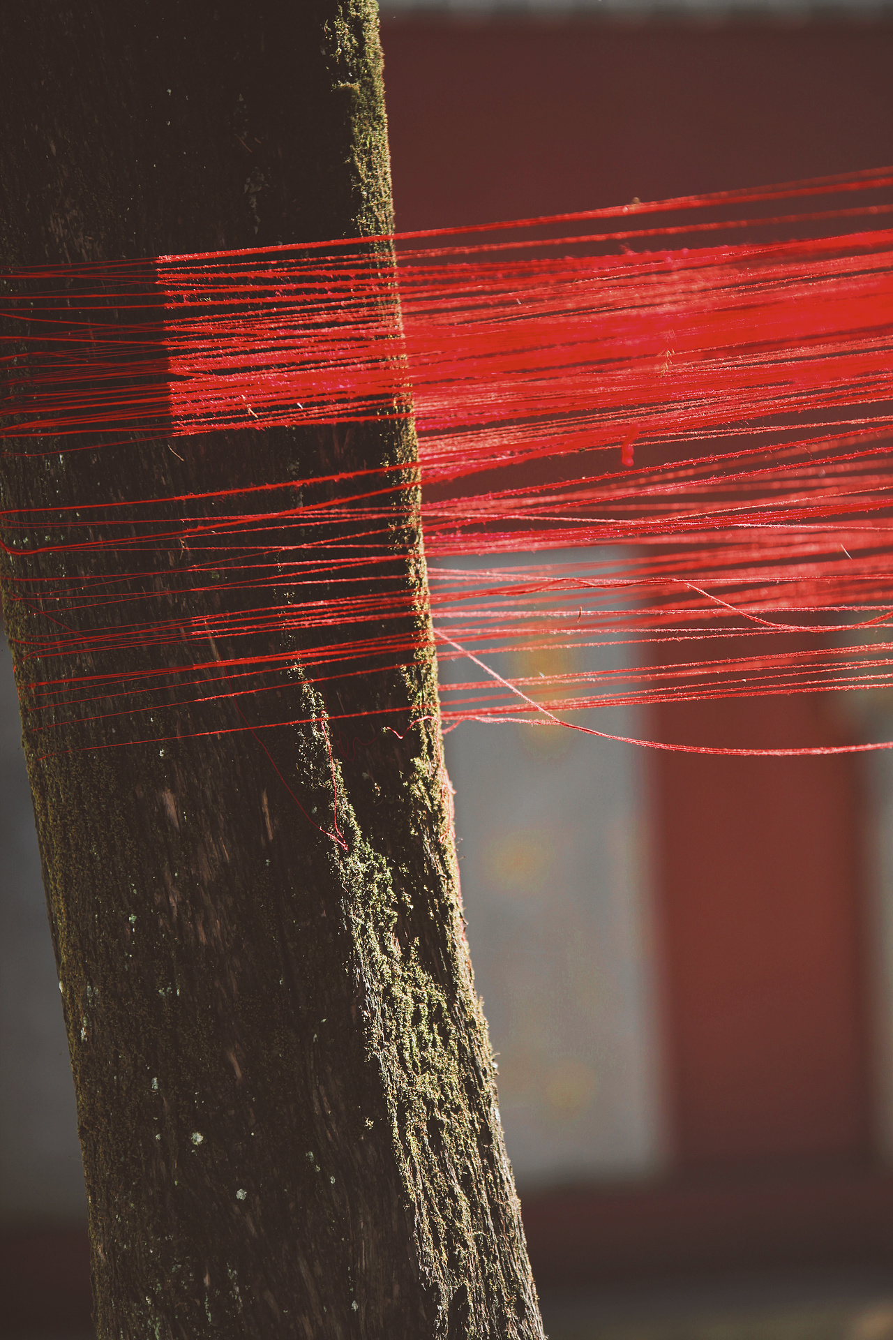 摄影:筇竹寺的猫住持