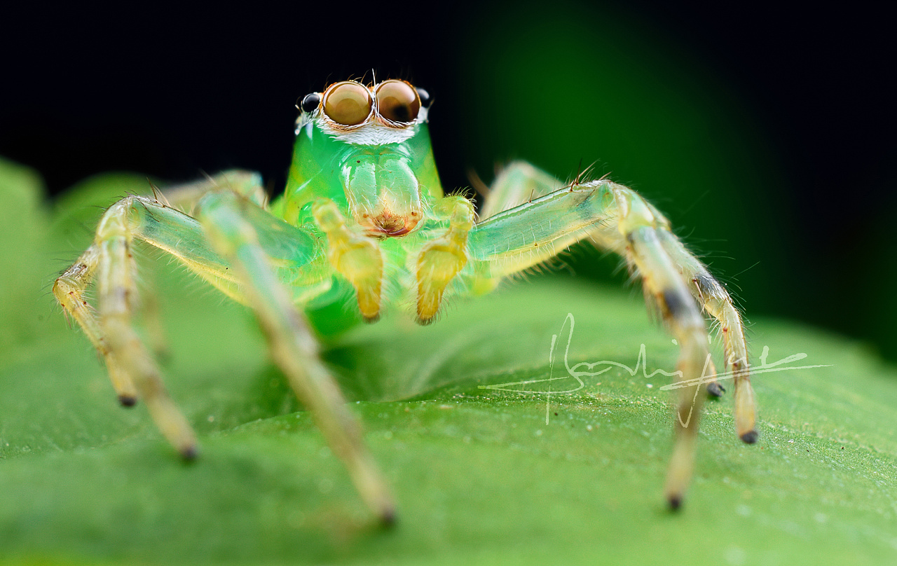 你没见过的-----｛翡翠小蜘蛛｝|摄影|生态|深圳瓜哥 - 原创作品 - 站酷 (ZCOOL)