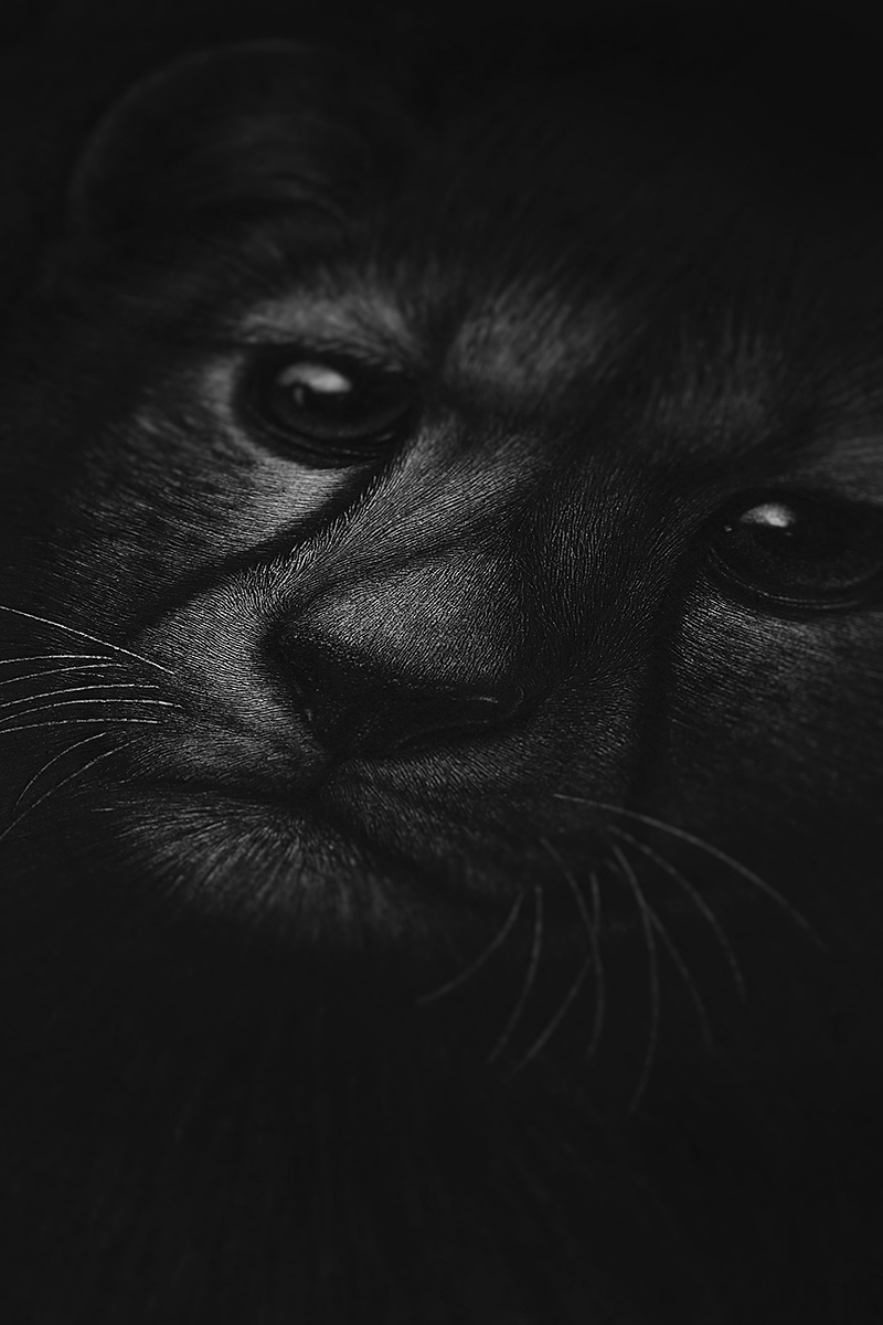 萌豹（图ZMTA3MDY4NDgw） - 绘画 - 站酷设计师finciel2014原创素材 - 站酷ZCOOL