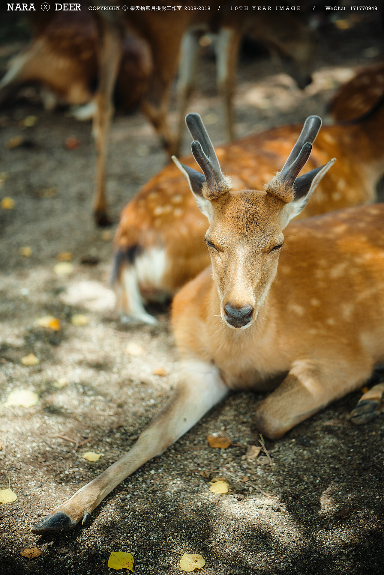 奈良の鹿