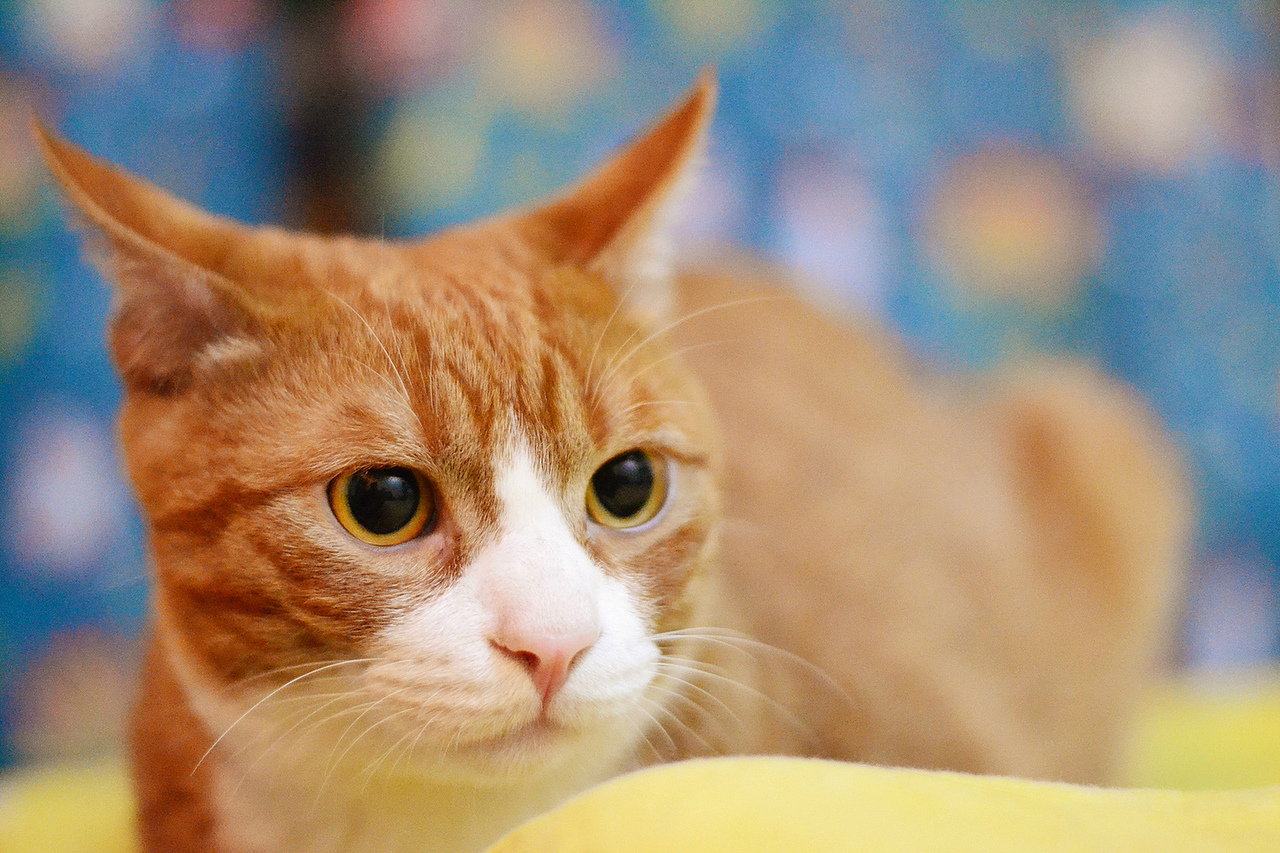 圆脸喵星人--蛋黄酱