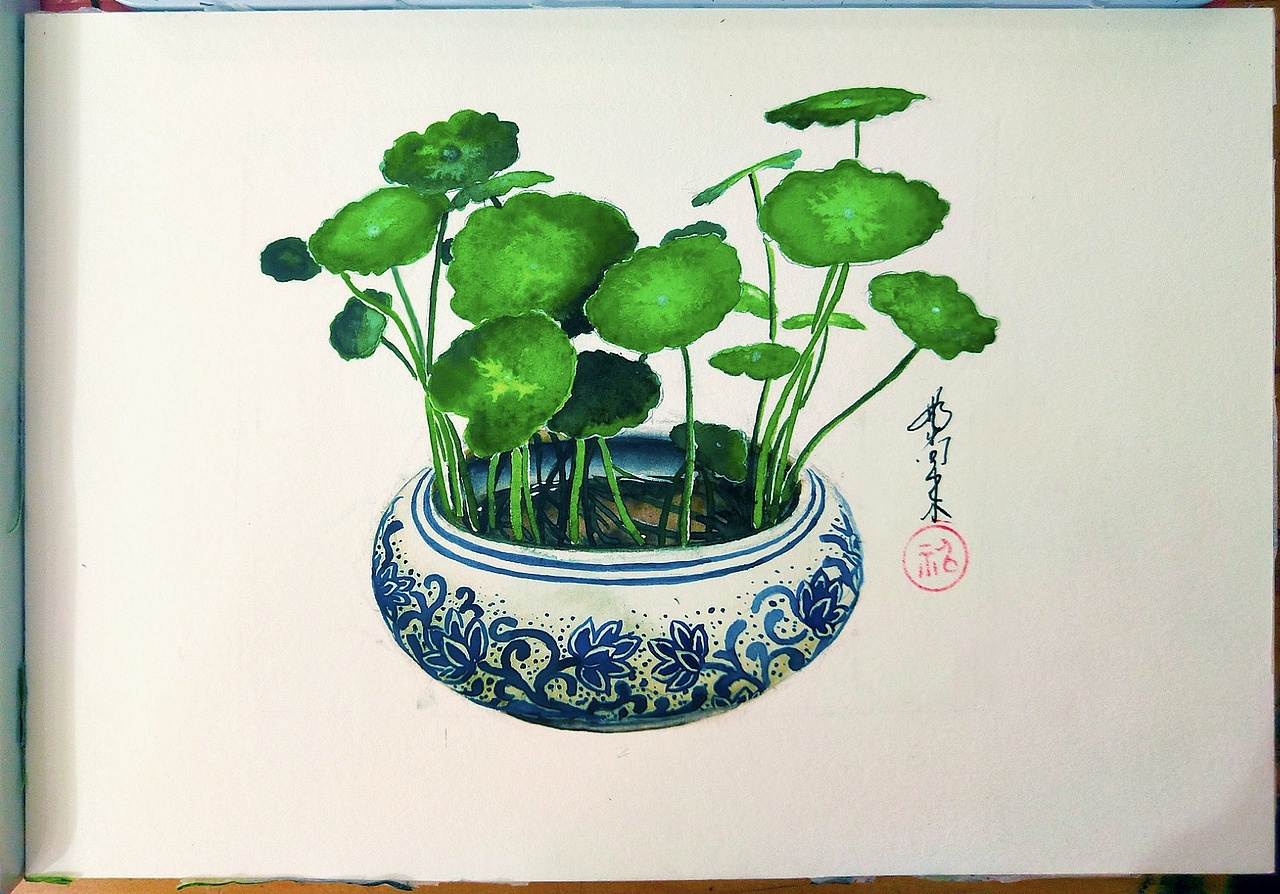水彩画铜钱草