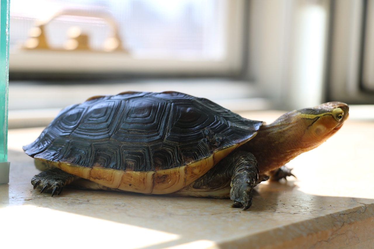 国家二级保护动物黄缘闭壳龟