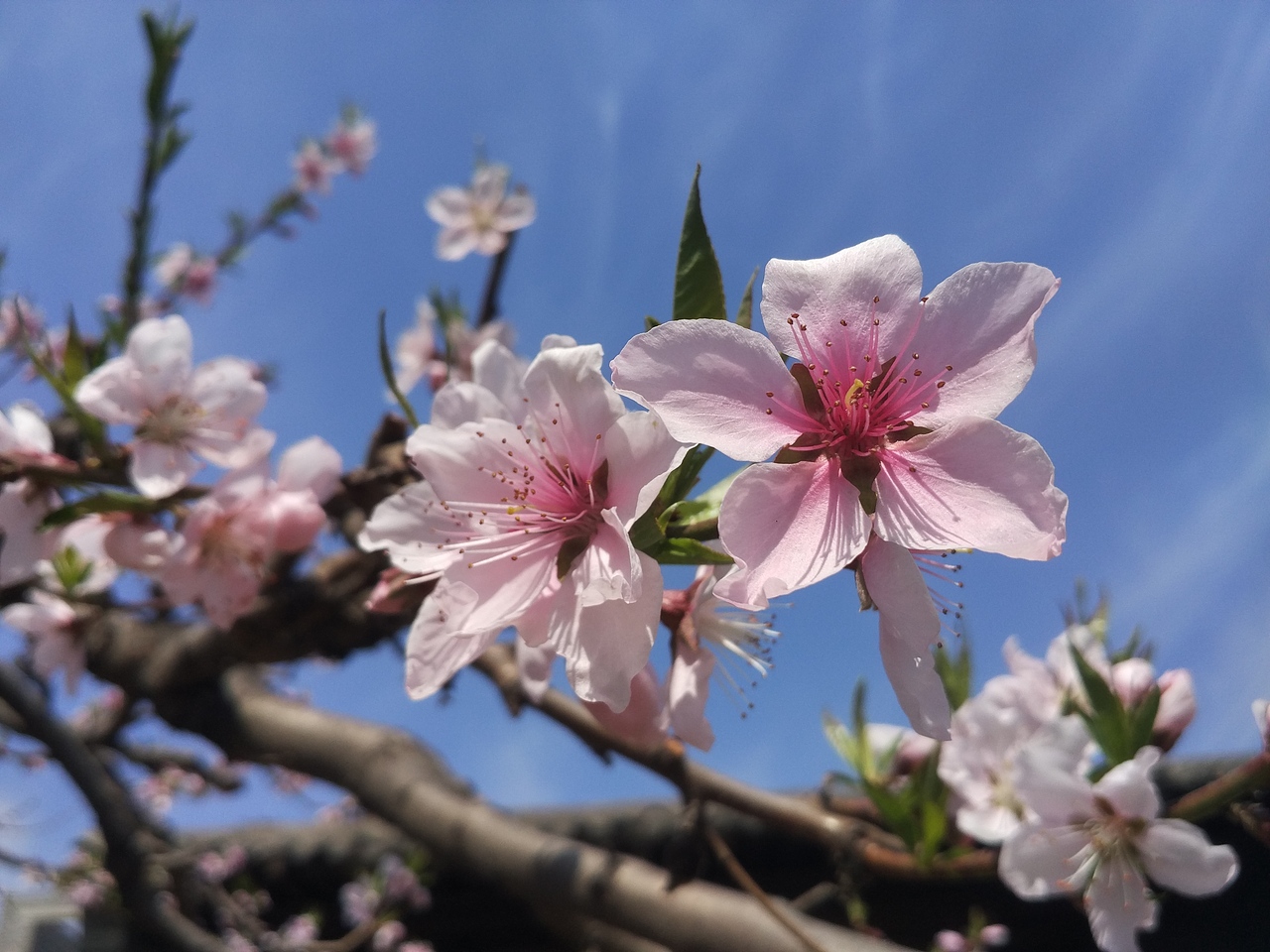 老家賞花（圖ZNzU1MzI0MTY=） - 風(fēng)光攝影 - 站酷設(shè)計(jì)師山山而川上的麥子原創(chuàng)素材 - 站酷ZCOOL