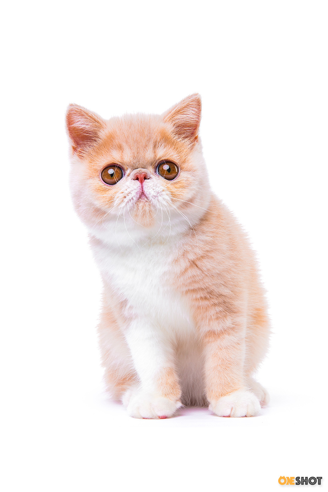 白底证件照-加菲猫(幼/成)