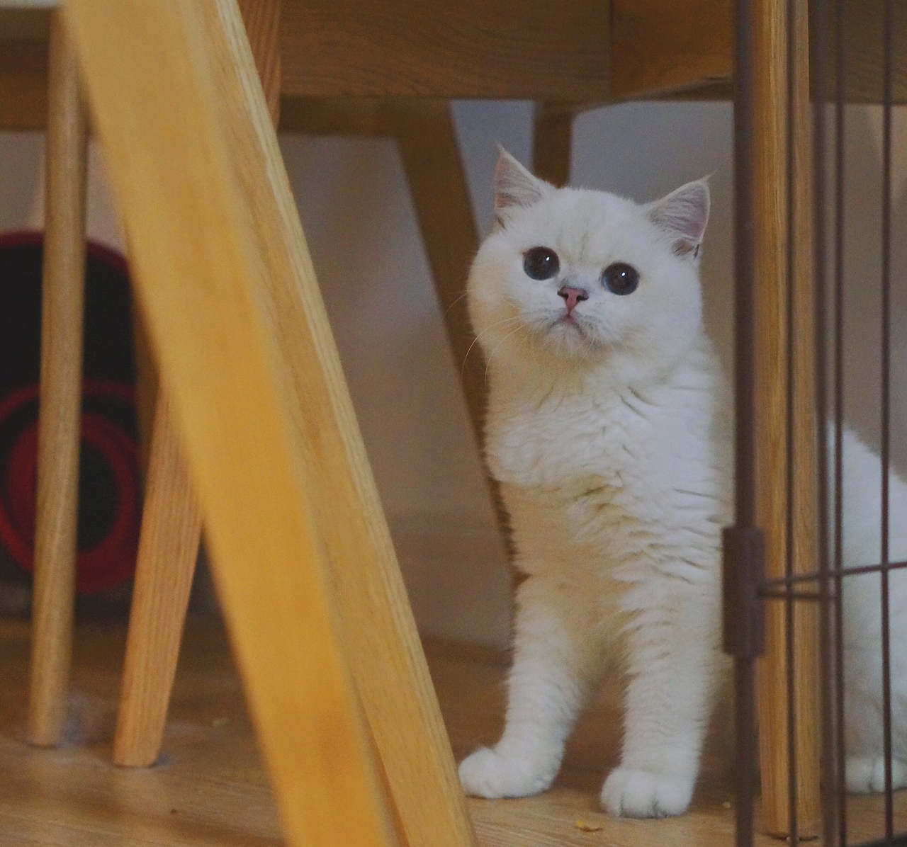 英短银点/桃太郎特辑 *【panda西原创作品7】（图ZMjAyMzQxMjQ4） - 宠物摄影 - 站酷设计师Panda西原创素材 - 站酷ZCOOL