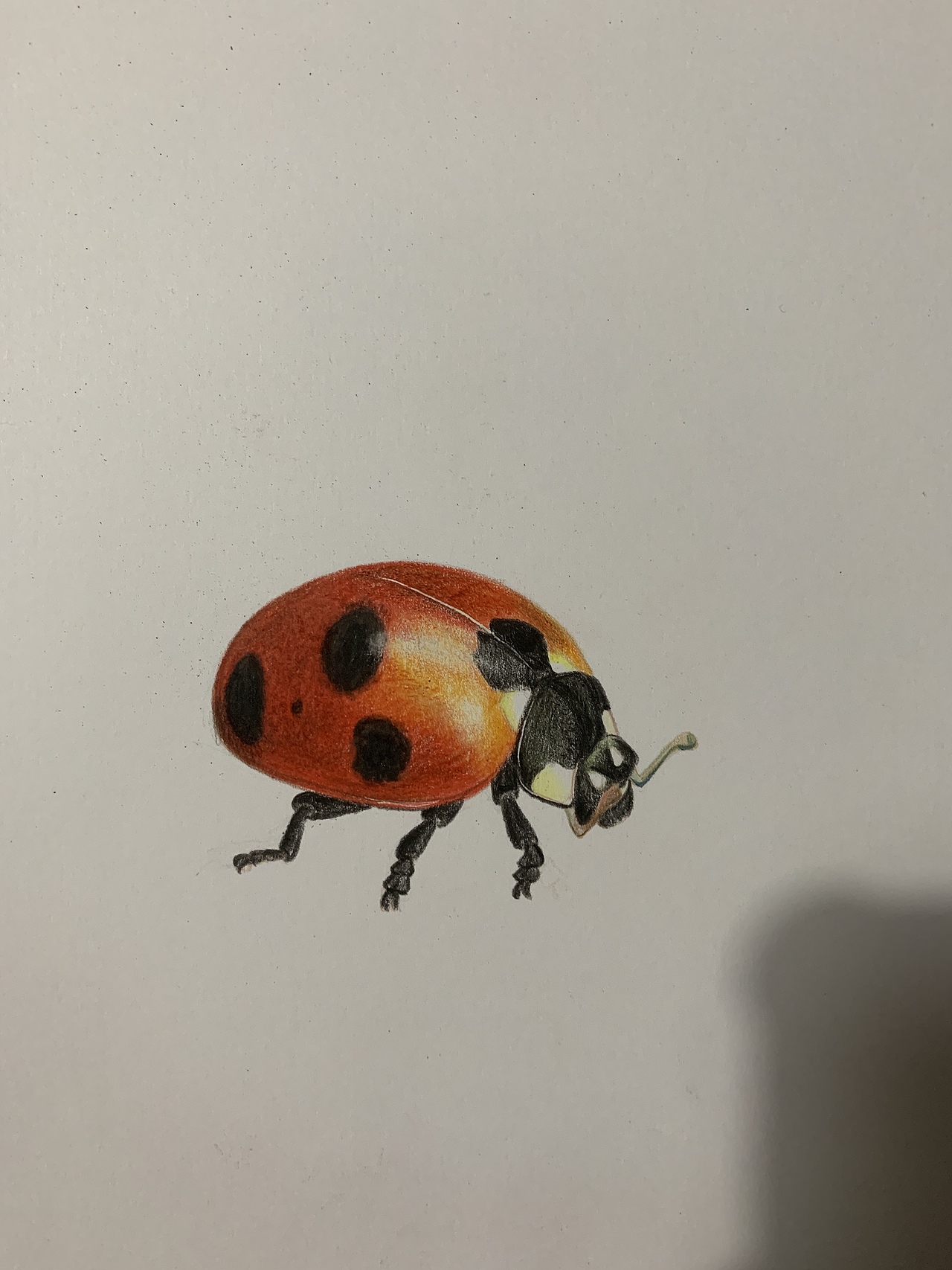 彩铅昆虫(内附过程图)