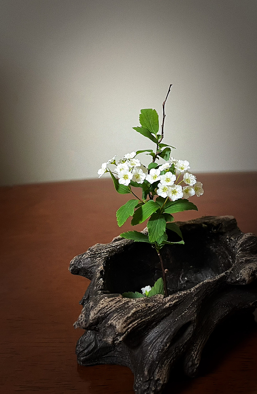 没有插花的春天是不完整的（六）（图ZMzM5NDEyNTg4） - 其他摄影 - 站酷设计师FishoOO原创素材 - 站酷ZCOOL