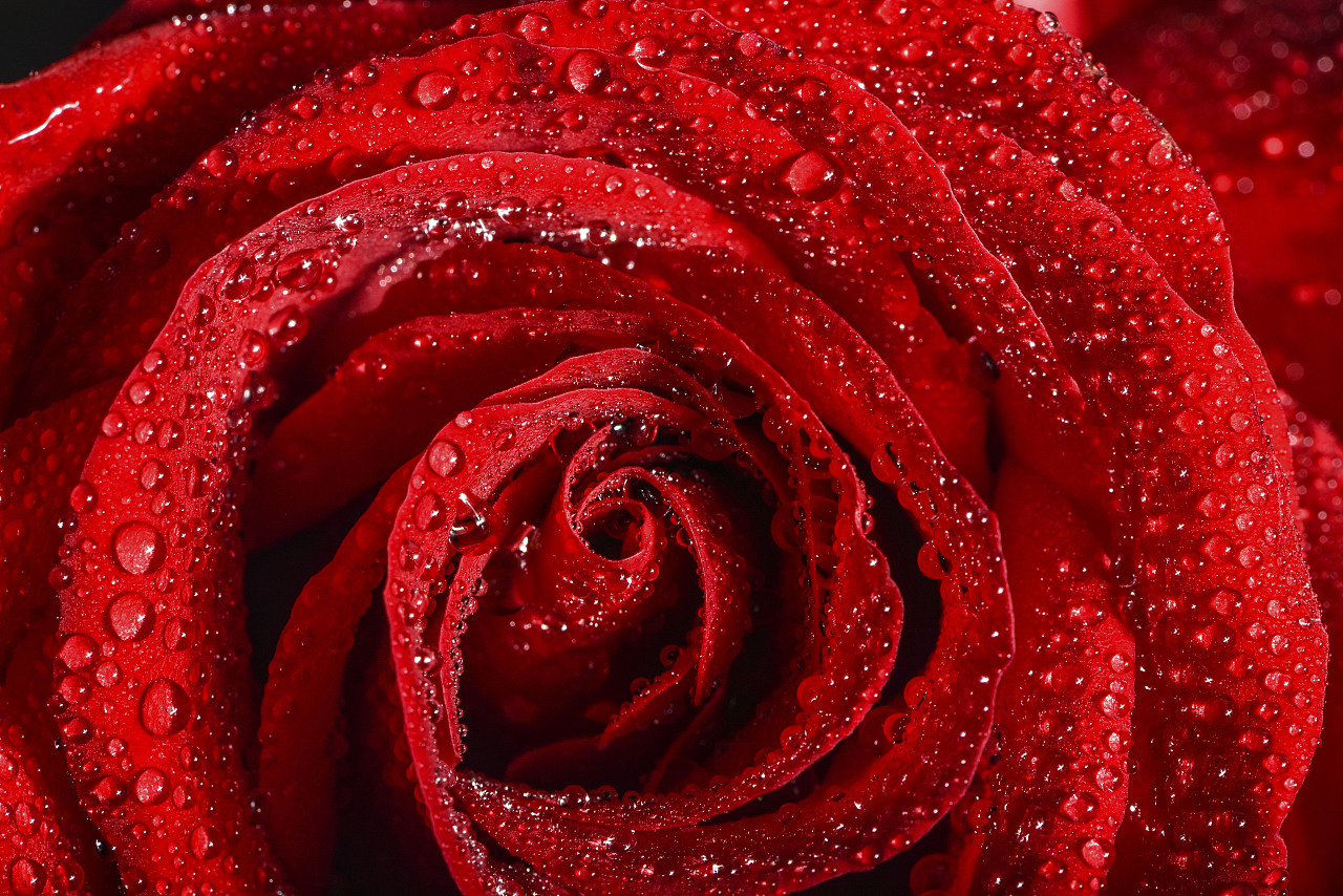 红玫瑰花相片图片
