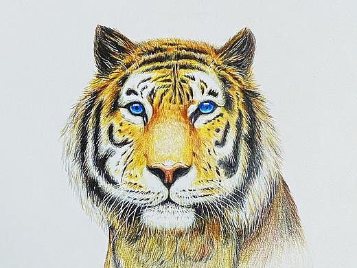 动物花鸟彩铅手绘