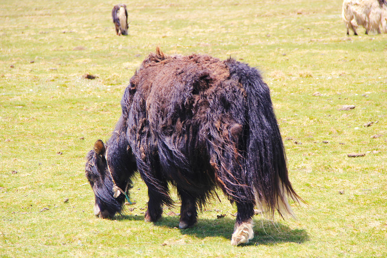 青海行（图ZMTAyNjI0Mjg=） - 风光摄影 - 站酷设计师vaggalee原创素材 - 站酷ZCOOL